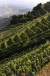 Vin d'Irouleguy rouge Domaine MOURGUY